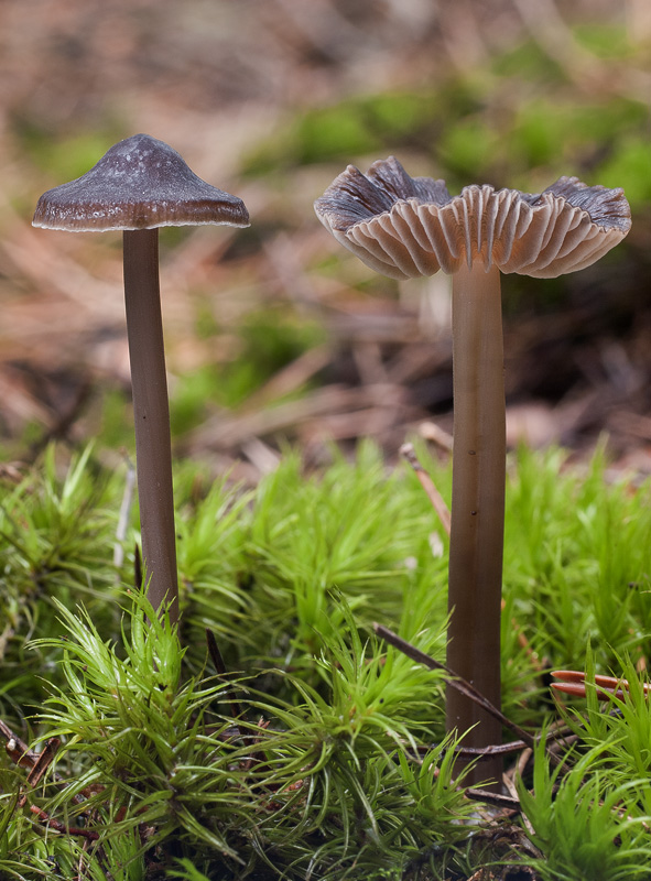 Mycena megaspora